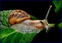 Caracol Caracol