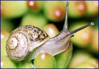 Helix aspersa Helix aspersa