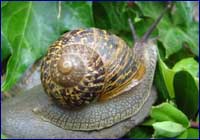 Helix aspersa