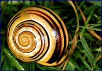 Helix Aspersa