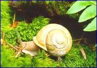 Caracol Caracol