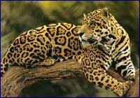 Jaguareté Jaguareté