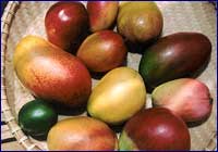 Mango Mango