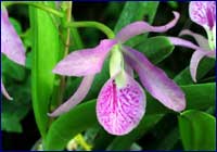 Orquídea Orquídea