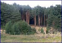 Pinos en la selva misionera Pinos en la selva misionera