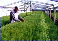 Plantines Plantines