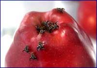 Rhagoletis-pomonella Rhagoletis-pomonella