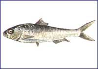 Sardina Sardina