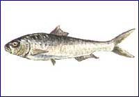 Sardina