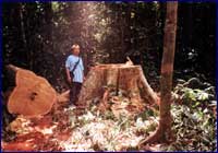 Tala ilega de la selva boliviana