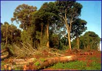 Tala de bosques Tala de bosques