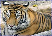 Tigre