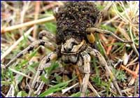 Araña Araña