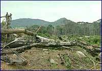 Deforestación Deforestación