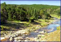 Bosques en las serranas cordobesas