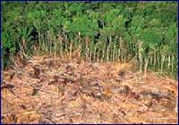 Deforestación Deforestación