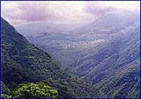 Bosques mexicanos Bosques mexicanos