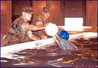 Entrenamiento de delfines Entrenamiento de delfines