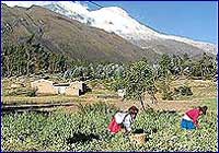 Los agricultores peruanos dependen del agua del glaciar para regar sus parcelas Los agricultores peruanos dependen del agua del glaciar para regar sus parcelas