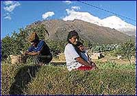 Emilio Jimnez trabaja en su tierra desde hace 40 aos.