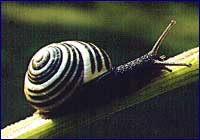 Helix Aspersa