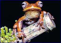 Hyla callipleura, un anfibio que habita en La Paz y Cochabamba.