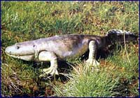 Ichthyostega Ichthyostega