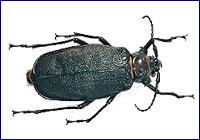 Insectos en extinción Insectos en extinción
