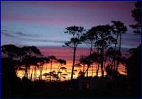 Pinares Pinares