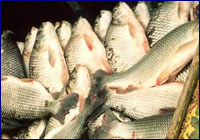 Pesca del sábalo Pesca del sábalo