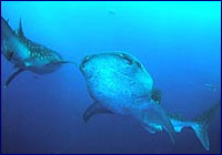 Tiburón ballena Tiburón ballena
