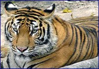 Tigre Tigre