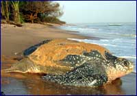 Tortuga laúd Tortuga laúd