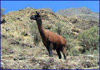 Vicuña Vicuña