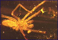 Filistidae en ámbar Filistidae en ámbar