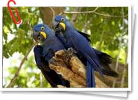 Arará azul Arará azul