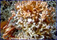 Corales de agua fra