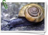 Helix aspersa