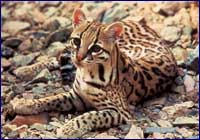Ocelote Ocelote