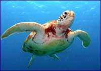 Tortuga Tortuga