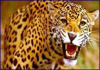 Jaguareté o yaguareté Jaguareté o yaguareté