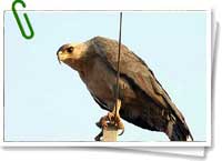 Águila coronada Águila coronada