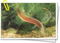 Anguila Anguila