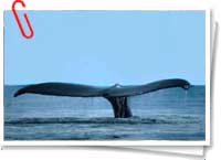 Cola de ballena