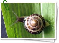 Helix aspersa Helix aspersa