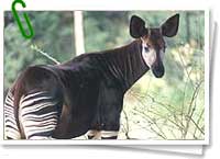 Okapi Okapi