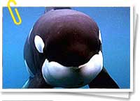 Orca Orca