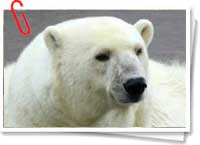 Oso polar Oso polar