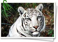 Tigre de Bengala blanco Tigre de Bengala blanco