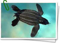 Tortuga laúd bebé